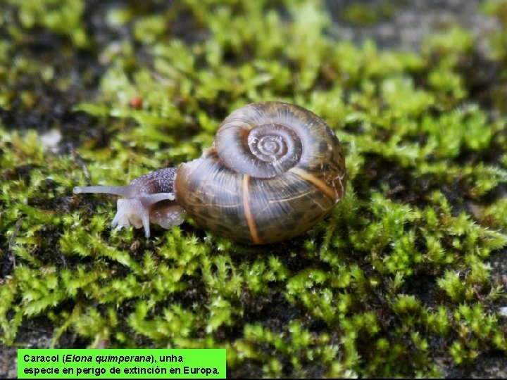 Caracol (Elona quimperana), unha especie en perigo de extinción en Europa. 