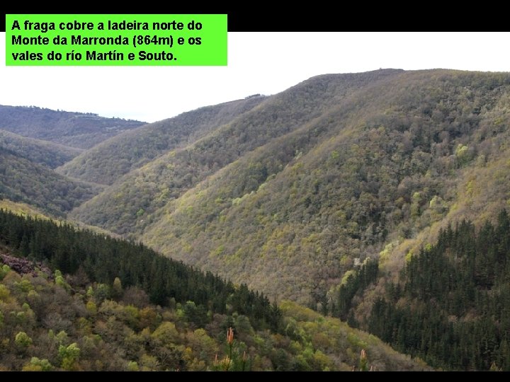 A fraga cobre a ladeira norte do Monte da Marronda (864 m) e os