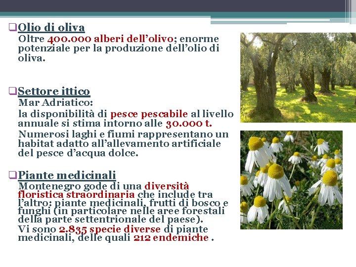 q. Olio di oliva Oltre 400. 000 alberi dell’olivo; enorme potenziale per la produzione