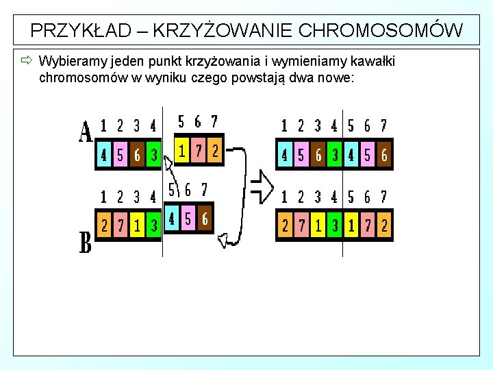 PRZYKŁAD – KRZYŻOWANIE CHROMOSOMÓW ð Wybieramy jeden krzyżowania i wymieniamy _ Ze względu napunkt
