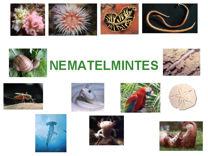 NEMATELMINTES NEMATELMINTES