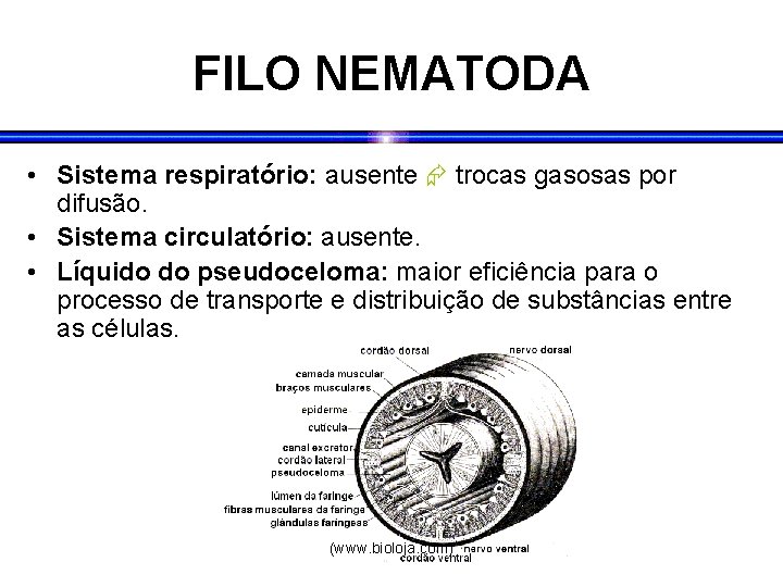 FILO NEMATODA • Sistema respiratório: ausente trocas gasosas por difusão. • Sistema circulatório: ausente. FILO NEMATODA • Sistema respiratório: ausente trocas gasosas por difusão. • Sistema circulatório: ausente.