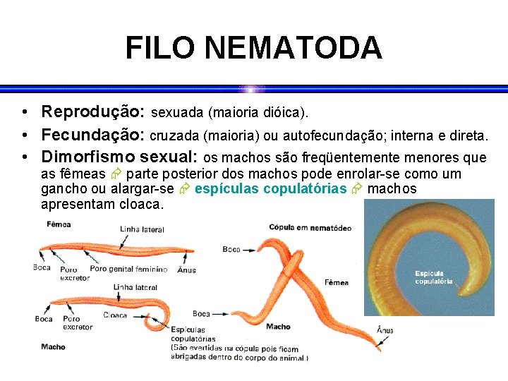 FILO NEMATODA • Reprodução: sexuada (maioria dióica). • Fecundação: cruzada (maioria) ou autofecundação; interna FILO NEMATODA • Reprodução: sexuada (maioria dióica). • Fecundação: cruzada (maioria) ou autofecundação; interna