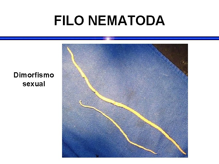 FILO NEMATODA Dimorfismo sexual FILO NEMATODA Dimorfismo sexual
