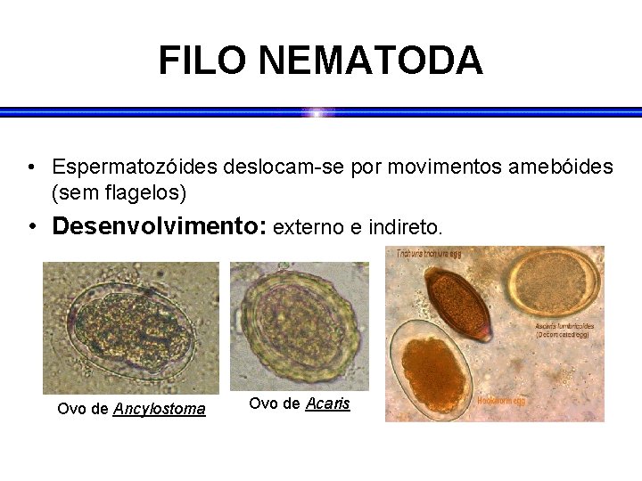FILO NEMATODA • Espermatozóides deslocam-se por movimentos amebóides (sem flagelos) • Desenvolvimento: externo e FILO NEMATODA • Espermatozóides deslocam-se por movimentos amebóides (sem flagelos) • Desenvolvimento: externo e