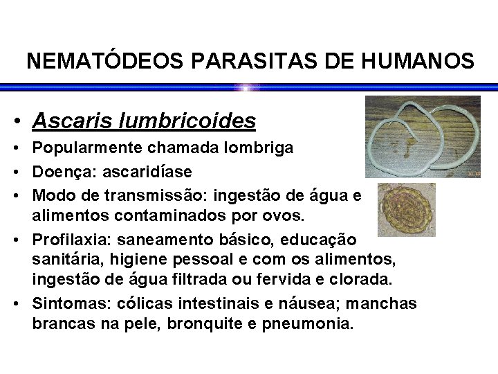 NEMATÓDEOS PARASITAS DE HUMANOS • Ascaris lumbricoides • Popularmente chamada lombriga • Doença: ascaridíase NEMATÓDEOS PARASITAS DE HUMANOS • Ascaris lumbricoides • Popularmente chamada lombriga • Doença: ascaridíase