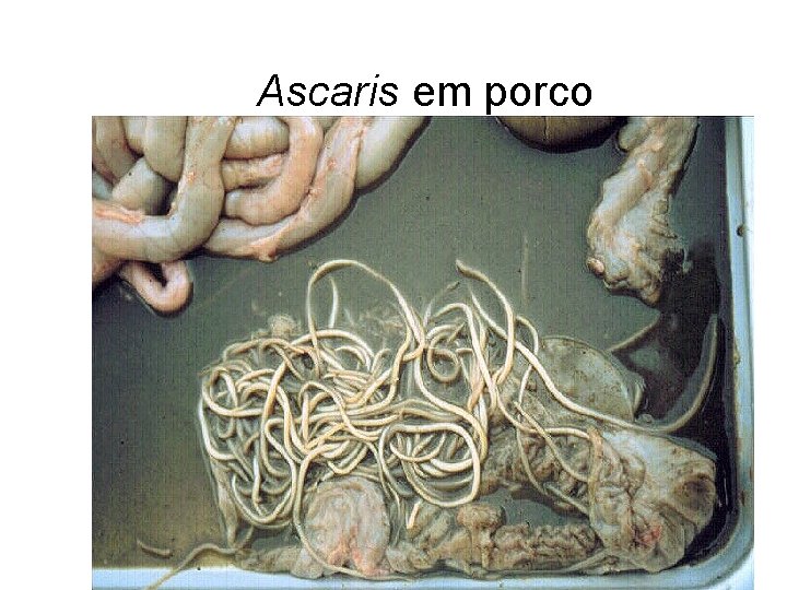 Ascaris em porco Ascaris em porco