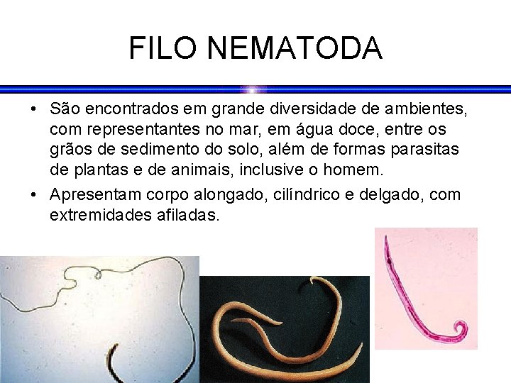 FILO NEMATODA • São encontrados em grande diversidade de ambientes, com representantes no mar, FILO NEMATODA • São encontrados em grande diversidade de ambientes, com representantes no mar,