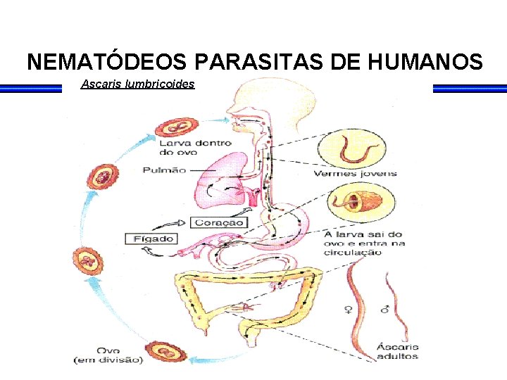 NEMATÓDEOS PARASITAS DE HUMANOS Ascaris lumbricoides NEMATÓDEOS PARASITAS DE HUMANOS Ascaris lumbricoides