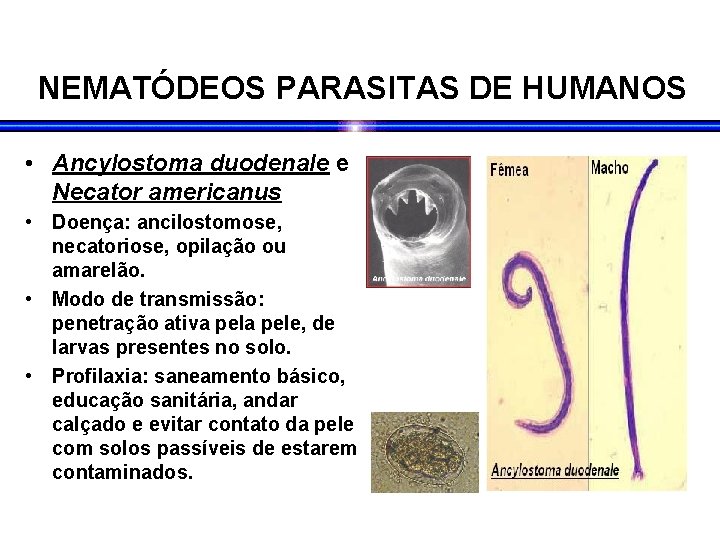 NEMATÓDEOS PARASITAS DE HUMANOS • Ancylostoma duodenale e Necator americanus • Doença: ancilostomose, necatoriose, NEMATÓDEOS PARASITAS DE HUMANOS • Ancylostoma duodenale e Necator americanus • Doença: ancilostomose, necatoriose,