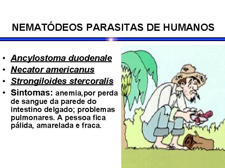 NEMATÓDEOS PARASITAS DE HUMANOS • • Ancylostoma duodenale Necator americanus Strongiloides stercoralis Sintomas: anemia, NEMATÓDEOS PARASITAS DE HUMANOS • • Ancylostoma duodenale Necator americanus Strongiloides stercoralis Sintomas: anemia,