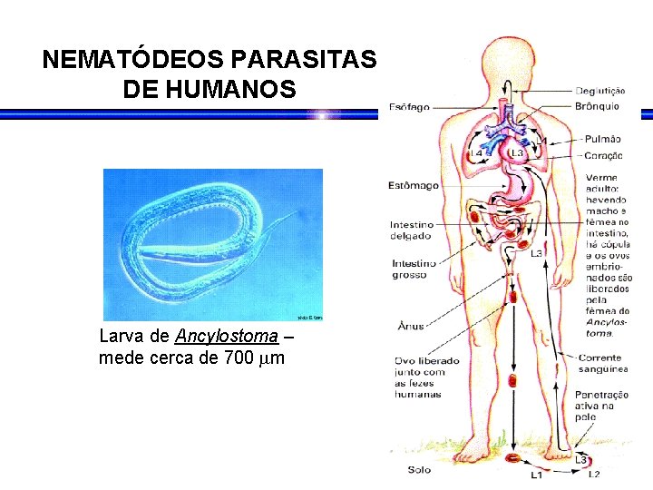 NEMATÓDEOS PARASITAS DE HUMANOS Larva de Ancylostoma – mede cerca de 700 m NEMATÓDEOS PARASITAS DE HUMANOS Larva de Ancylostoma – mede cerca de 700 m