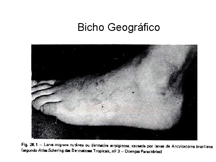 Bicho Geográfico Bicho Geográfico