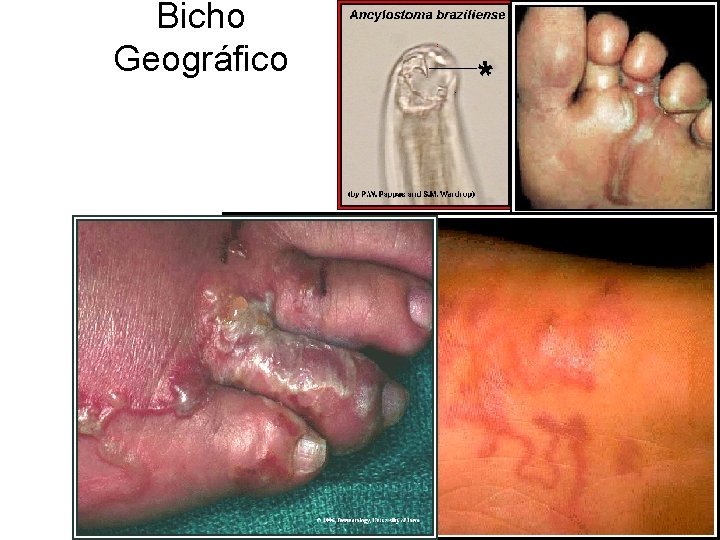 Bicho Geográfico Bicho Geográfico