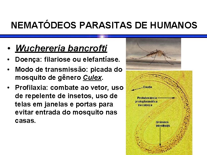 NEMATÓDEOS PARASITAS DE HUMANOS • Wuchereria bancrofti • Doença: filariose ou elefantíase. • Modo NEMATÓDEOS PARASITAS DE HUMANOS • Wuchereria bancrofti • Doença: filariose ou elefantíase. • Modo