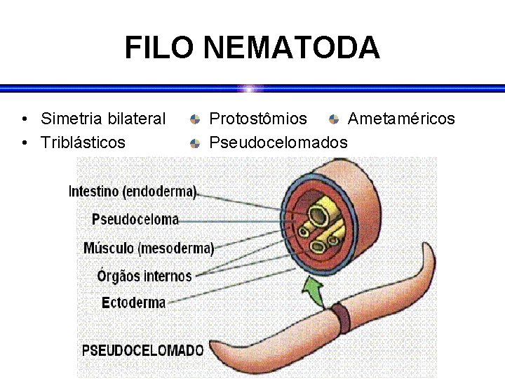 FILO NEMATODA • Simetria bilateral • Triblásticos Protostômios Ametaméricos Pseudocelomados FILO NEMATODA • Simetria bilateral • Triblásticos Protostômios Ametaméricos Pseudocelomados