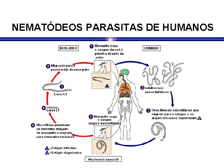 NEMATÓDEOS PARASITAS DE HUMANOS NEMATÓDEOS PARASITAS DE HUMANOS