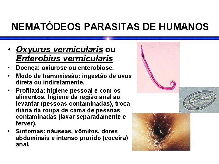 enterobius vermicularis doenca