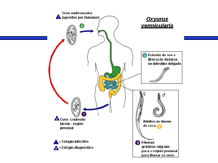 Oxyurus vermicularis Oxyurus vermicularis