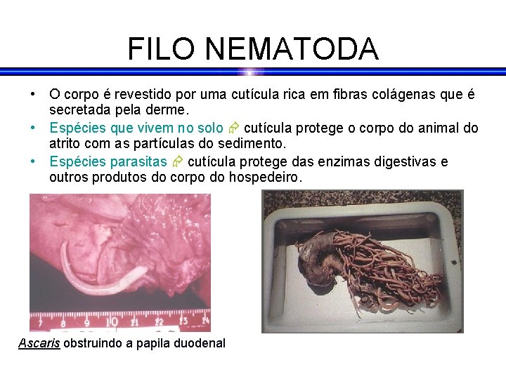 FILO NEMATODA • O corpo é revestido por uma cutícula rica em fibras colágenas FILO NEMATODA • O corpo é revestido por uma cutícula rica em fibras colágenas