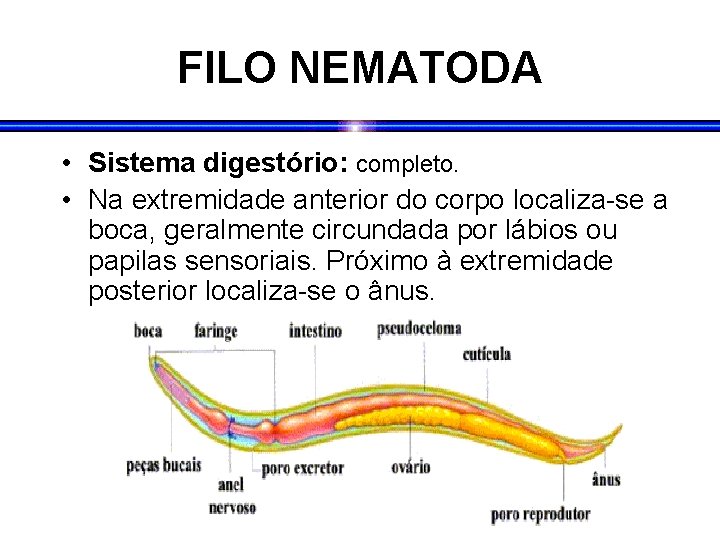 FILO NEMATODA • Sistema digestório: completo. • Na extremidade anterior do corpo localiza-se a FILO NEMATODA • Sistema digestório: completo. • Na extremidade anterior do corpo localiza-se a