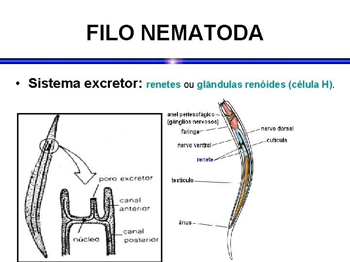 FILO NEMATODA • Sistema excretor: renetes ou glândulas renóides (célula H). FILO NEMATODA • Sistema excretor: renetes ou glândulas renóides (célula H).
