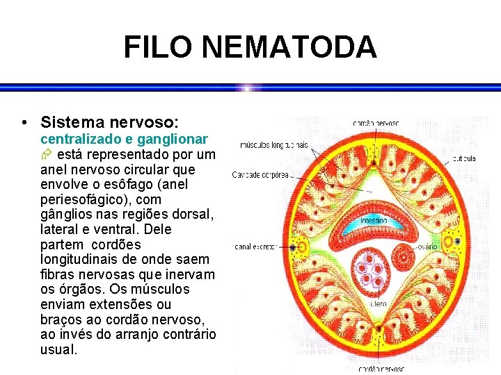 FILO NEMATODA • Sistema nervoso: centralizado e ganglionar está representado por um anel nervoso FILO NEMATODA • Sistema nervoso: centralizado e ganglionar está representado por um anel nervoso
