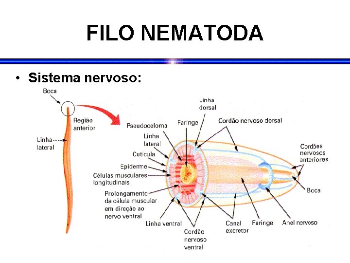 FILO NEMATODA • Sistema nervoso: FILO NEMATODA • Sistema nervoso: