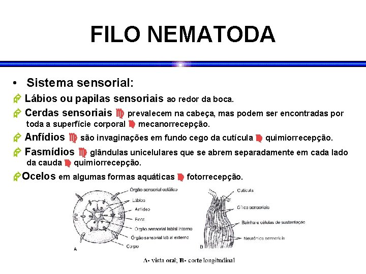 FILO NEMATODA • Sistema sensorial: Lábios ou papilas sensoriais ao redor da boca. Cerdas FILO NEMATODA • Sistema sensorial: Lábios ou papilas sensoriais ao redor da boca. Cerdas