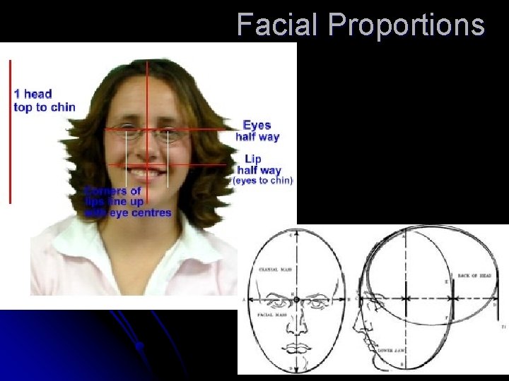 Facial Proportions 