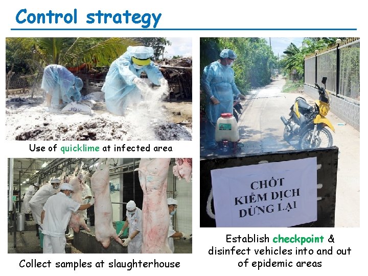 Control strategy Use of quicklime at infected area Collect samples at slaughterhouse Establish checkpoint