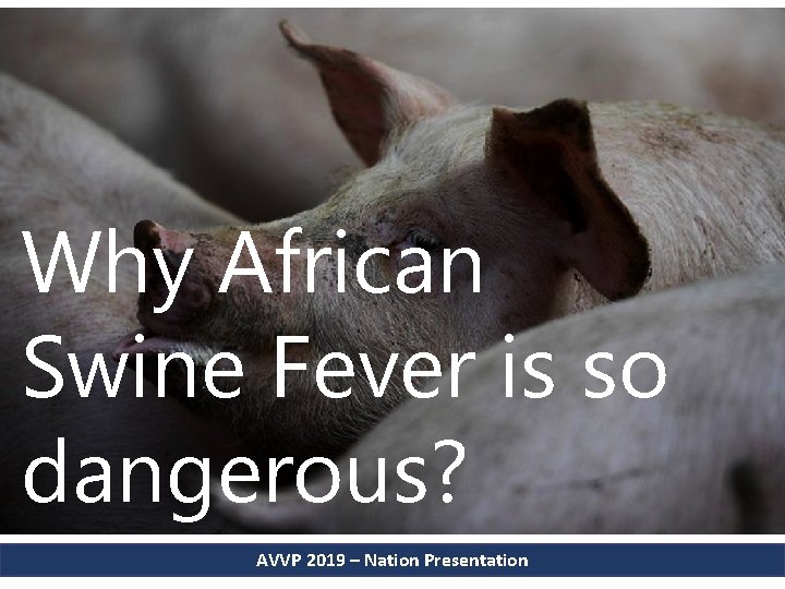 Why African Swine Fever is so dangerous? AVVP 2019 – Nation Presentation 