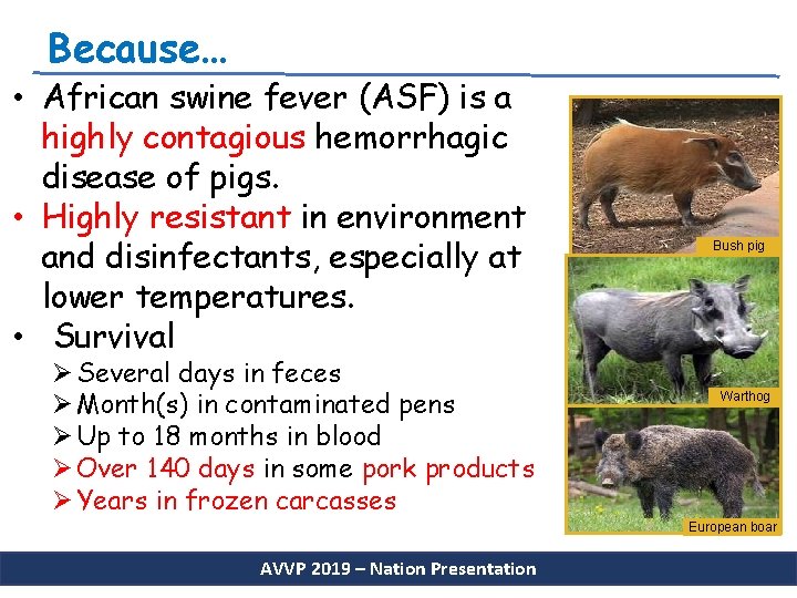 Because… • African swine fever (ASF) is a highly contagious hemorrhagic disease of pigs.