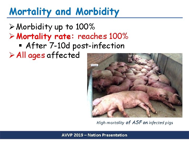 Mortality and Morbidity Ø Morbidity up to 100% Ø Mortality rate: reaches 100% §