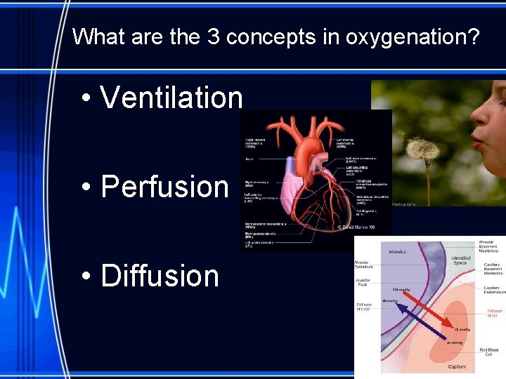 What are the 3 concepts in oxygenation? • Ventilation • Perfusion • Diffusion 