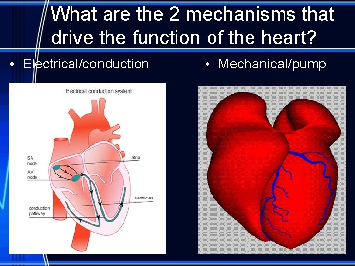 What are the 2 mechanisms that drive the function of the heart? • Electrical/conduction