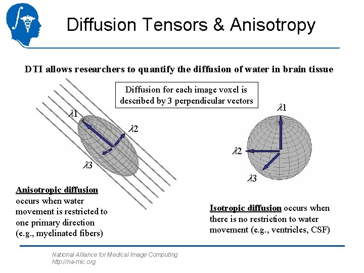 Diffusion Tensors & Anisotropy DTI allows researchers to quantify the diffusion of water in