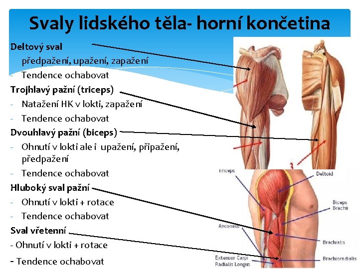 Svaly lidského těla- horní končetina Deltový sval - předpažení, upažení, zapažení - Tendence ochabovat