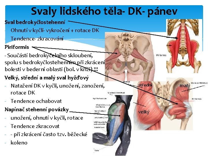 Svaly lidského těla- DK- pánev Sval bedrokyčlostehenní - Ohnutí v kyčli- vykročení + rotace