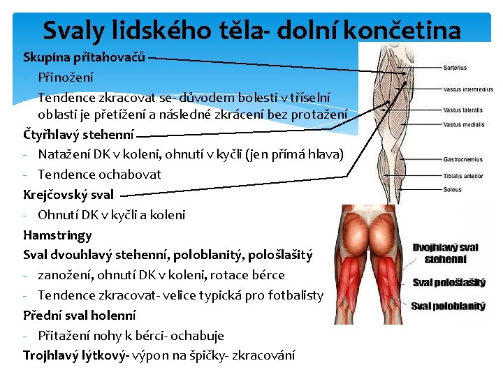 Svaly lidského těla- dolní končetina Skupina přitahovačů - Přinožení - Tendence zkracovat se- důvodem