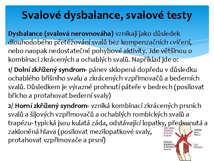 Svalové dysbalance, svalové testy Dysbalance (svalová nerovnováha) vznikají jako důsledek dlouhodobého přetěžování svalů bez