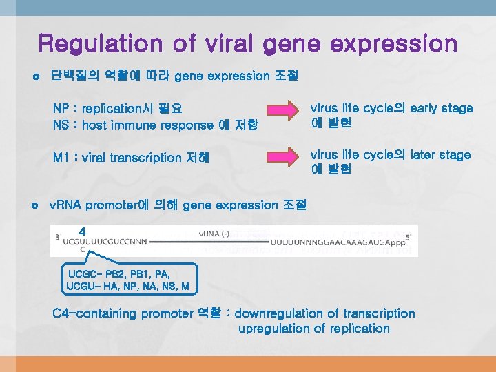 Regulation of viral gene expression 단백질의 역할에 따라 gene expression 조절 NP : replication시