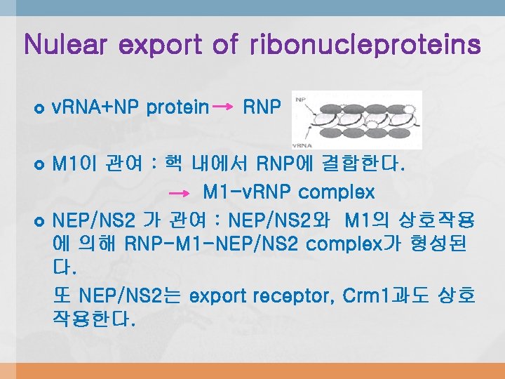 Nulear export of ribonucleproteins v. RNA+NP protein M 1이 관여 : 핵 내에서 RNP에