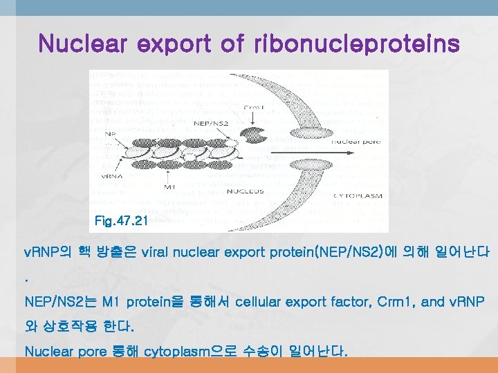 Nuclear export of ribonucleproteins Fig. 47. 21 v. RNP의 핵 방출은 viral nuclear export