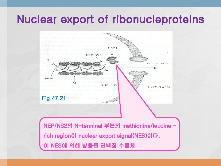 Nuclear export of ribonucleproteins Fig. 47. 21 NEP/NS 2의 N-terminal 부분의 methionine/leucine – rich