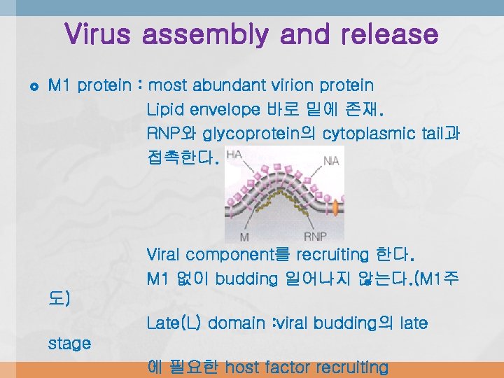 Virus assembly and release M 1 protein : most abundant virion protein Lipid envelope