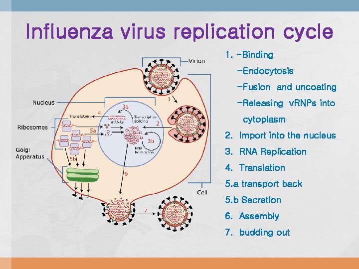 Influenza virus replication cycle 1. -Binding -Endocytosis -Fusion and uncoating -Releasing v. RNPs into