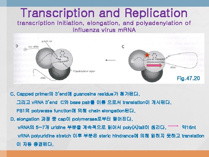 Transcription and Replication transcription initiation, elongation, and polyadenylation of influenza virus m. RNA Fig.