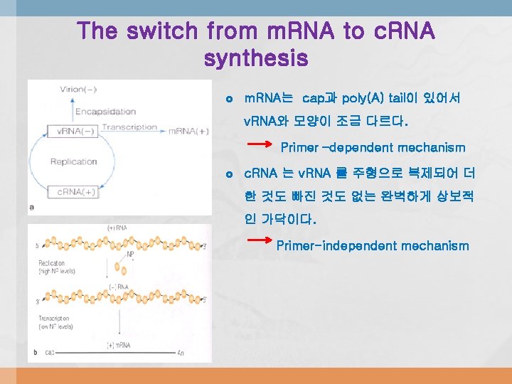 The switch from m. RNA to c. RNA synthesis m. RNA는 cap과 poly(A) tail이