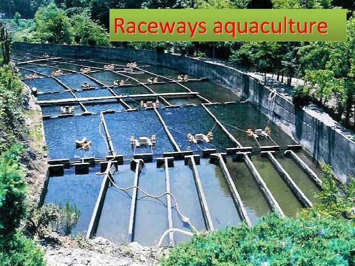 Raceways aquaculture 